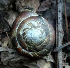 Photo: Pacific sideband snail, Monadenia fidelis is a blue listed species found in Blaauw. These little fellows enjoy our trails too, hopefully you'll get a chance to see them!